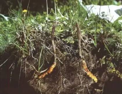 这片高天厚土之上，“那曲精神”蓬勃生长！