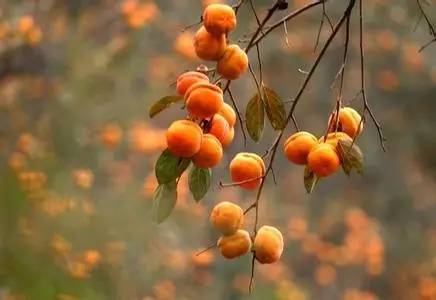 蓟州是后花园,蓟州是天津的后花园