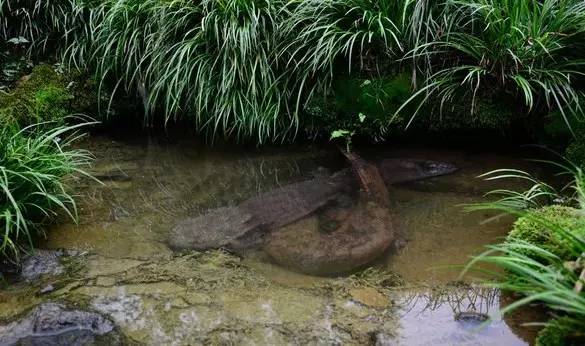 住三清山上哪家酒店方便,三清山看日出住哪个酒店