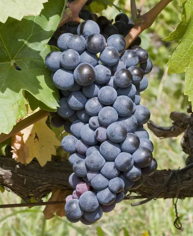 佳丽酿干红颜色,佳丽酿介绍