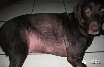 养宠知识狗狗呕吐了怎么办,狗狗掉毛10大原因及解决方法