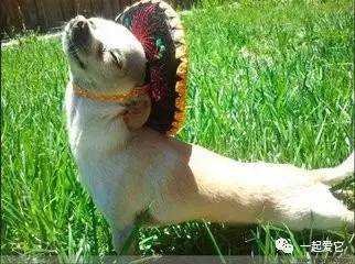 养宠知识狗狗呕吐了怎么办,狗狗掉毛10大原因及解决方法