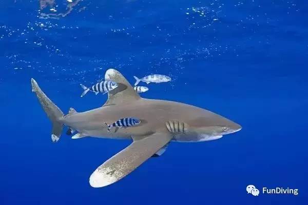 船宿推荐及价格,船宿推荐