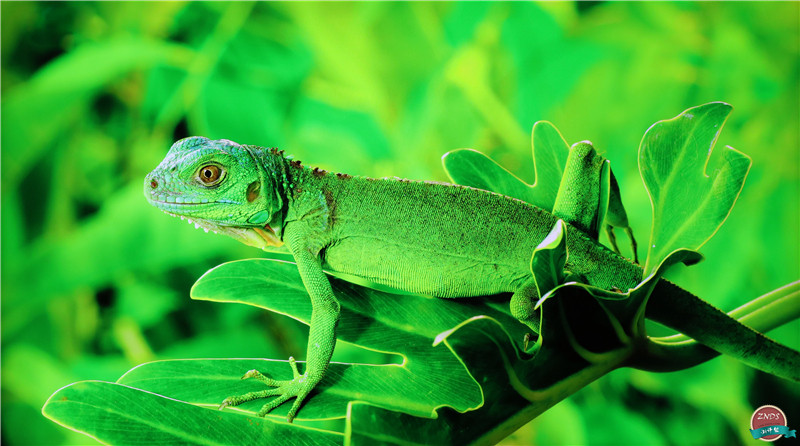 小米分体式电视是第几代,小米电视4分体式主机当音响