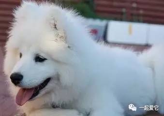 养宠知识狗狗呕吐了怎么办,狗狗掉毛10大原因及解决方法