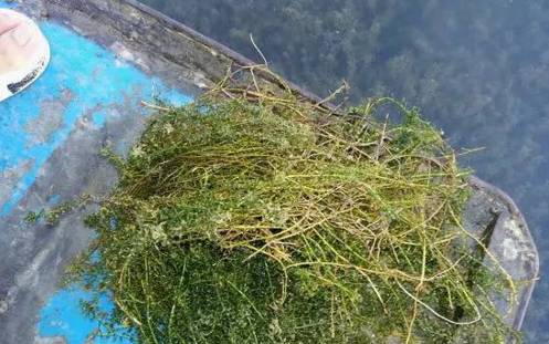 蟹塘养殖要关注什么,河蟹养殖下雨天缺氧吗