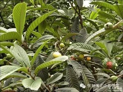 清肺枇杷橘红,清肺枇杷饮甜还是苦