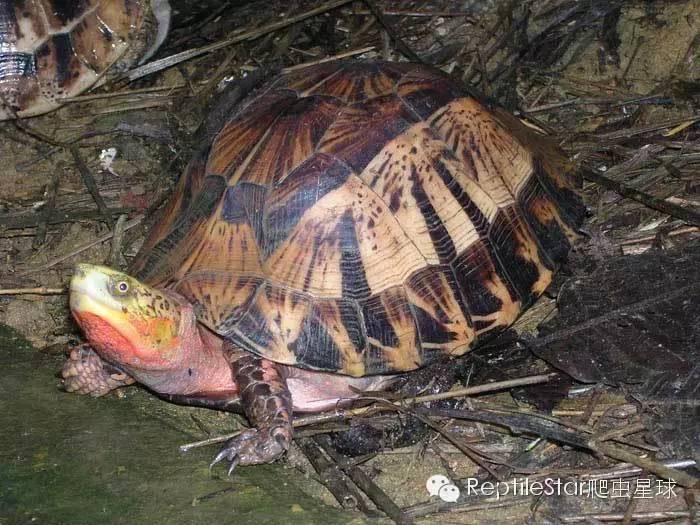 流水账解说dota,流水账跟台账优缺点