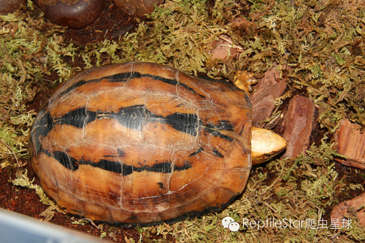 流水账解说dota,流水账跟台账优缺点