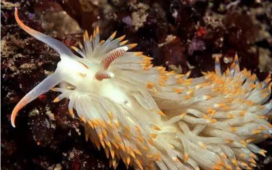 海兔教程,原神海兔全图鉴