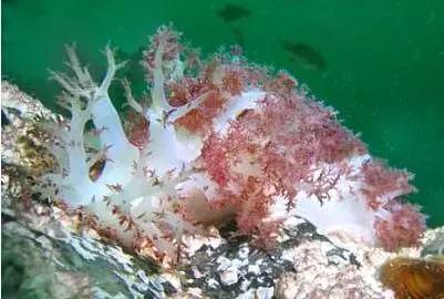 海兔教程,原神海兔全图鉴