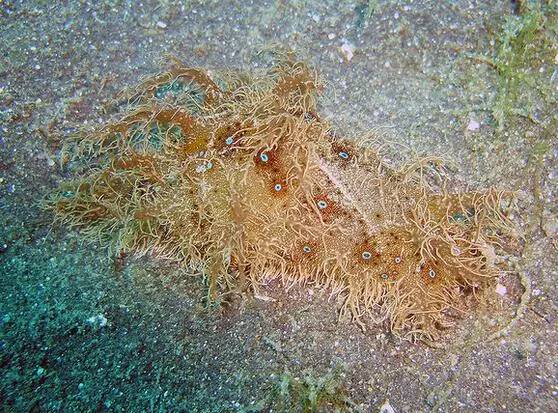 海兔教程,原神海兔全图鉴