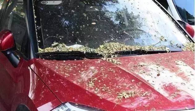 气温回暖如何保养车漆呢,车衣又一次完美保护原车漆