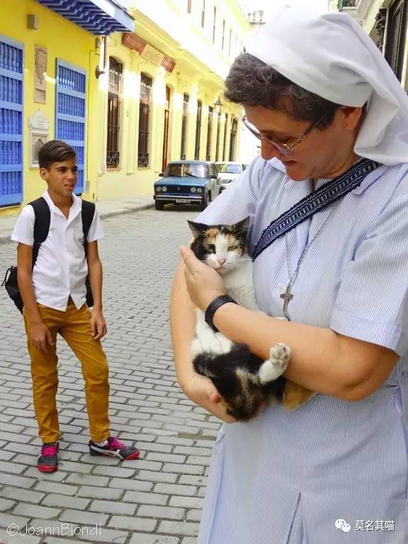 古巴猫是哪里的猫,哈瓦那棕猫简介