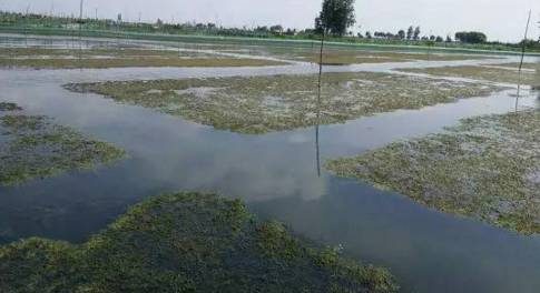 蟹塘养殖要关注什么,河蟹养殖下雨天缺氧吗