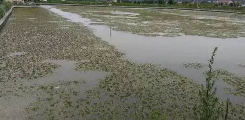 蟹塘养殖要关注什么,河蟹养殖下雨天缺氧吗