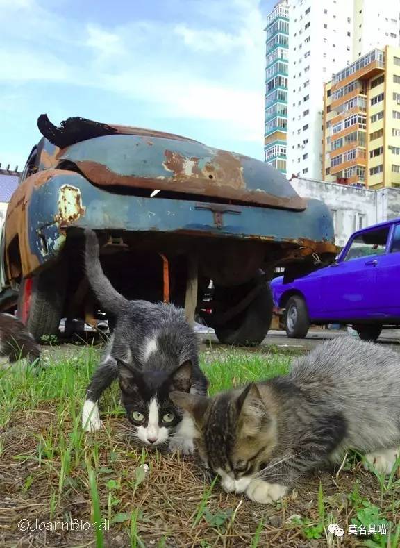 古巴猫是哪里的猫,哈瓦那棕猫简介