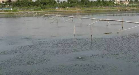 蟹塘养殖要关注什么,河蟹养殖下雨天缺氧吗