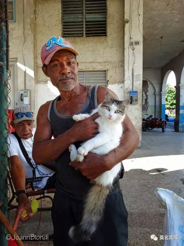 古巴猫是哪里的猫,哈瓦那棕猫简介