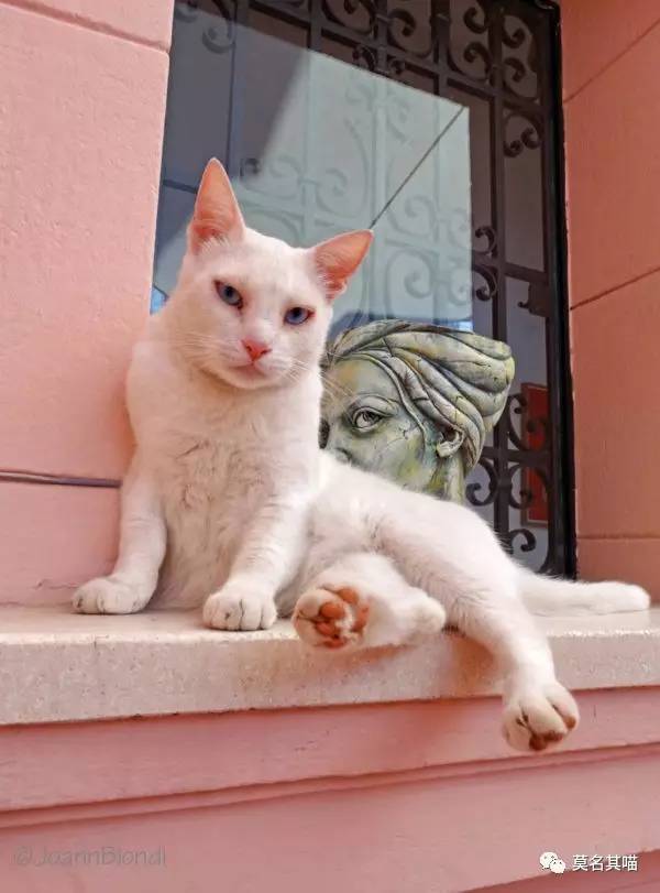 古巴猫是哪里的猫,哈瓦那棕猫简介