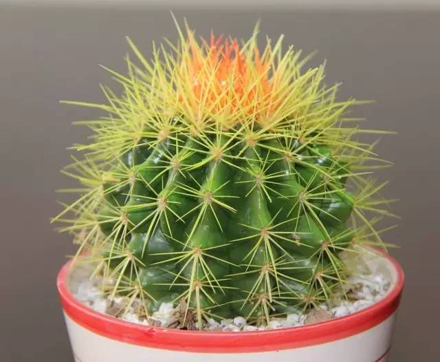 什么植物对电脑防辐射最好,什么植物好养又防辐射