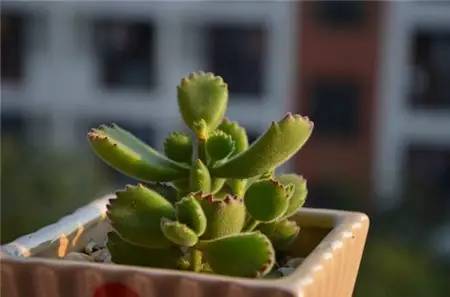 什么植物对电脑防辐射最好,什么植物好养又防辐射