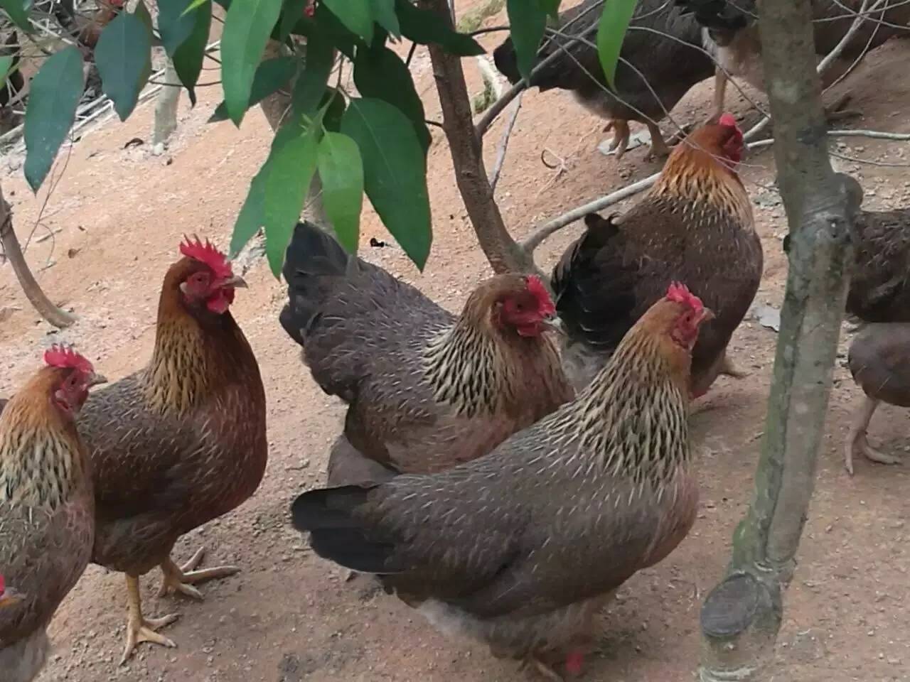 我敢保证，这是全汕头最好的“鸡店”！不按摩不看片，只叫①号鸡！