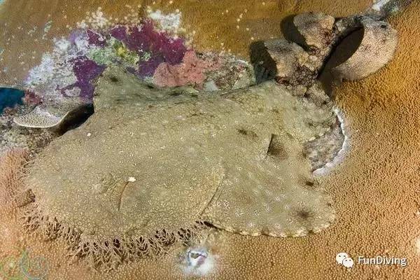 船宿推荐及价格,船宿推荐