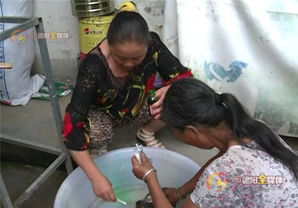绵竹遵道：村民救治受伤娃娃鱼