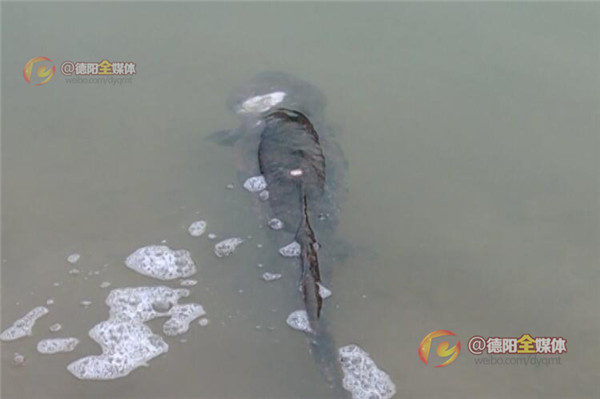 绵竹遵道：村民救治受伤娃娃鱼