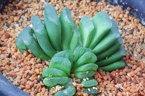 什么植物对电脑防辐射最好,什么植物好养又防辐射