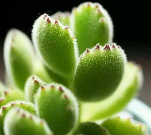 什么植物对电脑防辐射最好,什么植物好养又防辐射