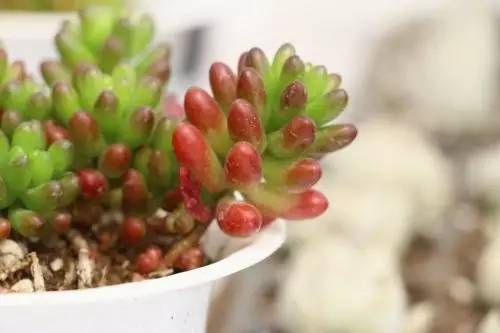 什么植物对电脑防辐射最好,什么植物好养又防辐射