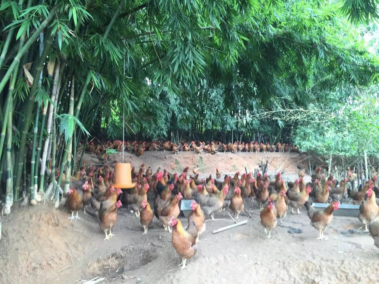 我敢保证，这是全汕头最好的“鸡店”！不按摩不看片，只叫①号鸡！