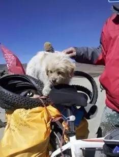 汪星人骑车,汪星人课堂防止狗狗走丢的小技巧