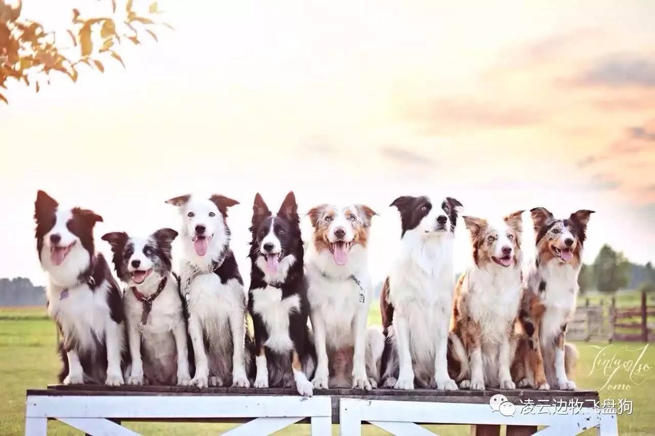 狗妈妈产后需要关注的事项