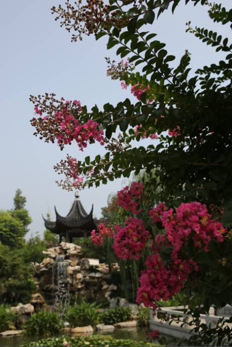 妞嶇墿鐧剧鑺搁,妞嶇墿鐧剧鏈ㄦè