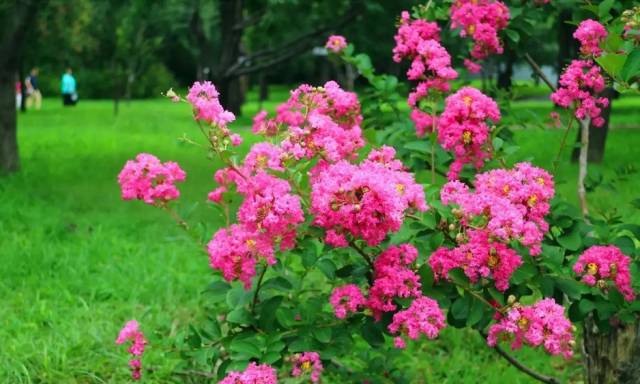 妞嶇墿鐧剧鑺搁,妞嶇墿鐧剧鏈ㄦè