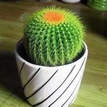 什么植物对电脑防辐射最好,什么植物好养又防辐射