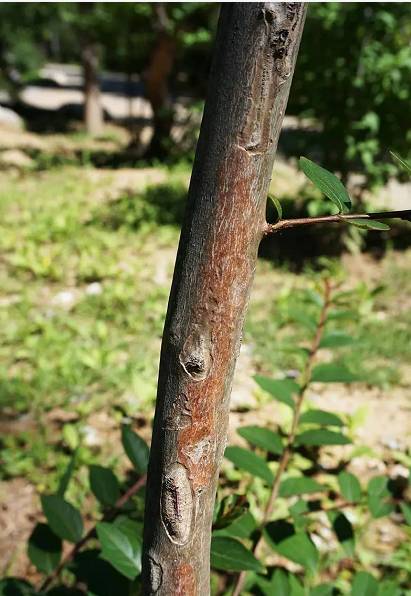 妞嶇墿鐧剧鑺搁,妞嶇墿鐧剧鏈ㄦè