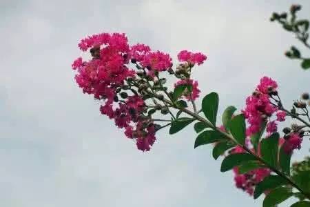 妞嶇墿鐧剧鑺搁,妞嶇墿鐧剧鏈ㄦè