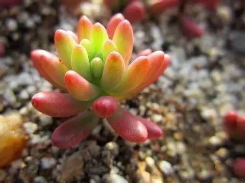 什么植物对电脑防辐射最好,什么植物好养又防辐射