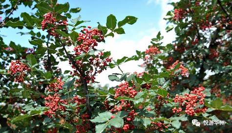 华州四张名片,华州区四张名片