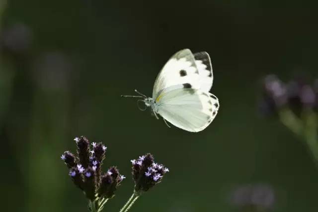 抓蚱蜢捉蜻蜓,捉蜻蜓和抓蜻蜓意思一样吗