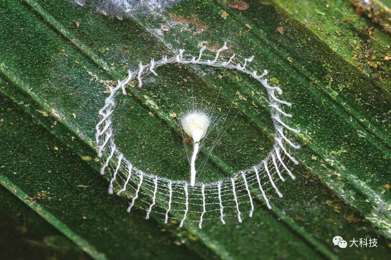 蜘蛛丝的奇妙用途