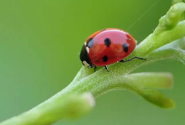 抓蚱蜢捉蜻蜓,捉蜻蜓和抓蜻蜓意思一样吗