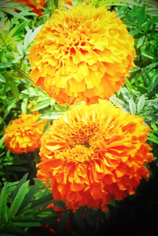 满城尽带黄金甲！开远这地儿已美成童话，你若不来，花为谁开？