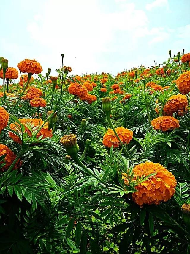 满城尽带黄金甲！开远这地儿已美成童话，你若不来，花为谁开？