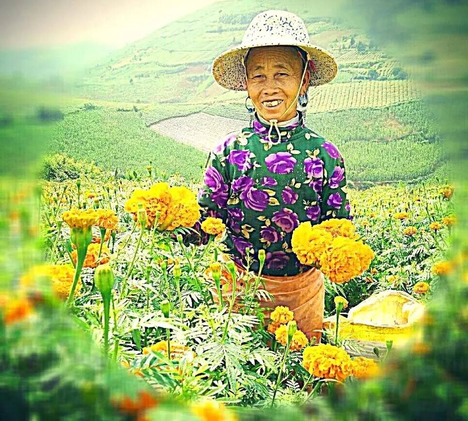 满城尽带黄金甲！开远这地儿已美成童话，你若不来，花为谁开？