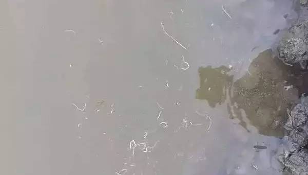 怎么治虾白便最有效,虾白便怎么治疗效果最好